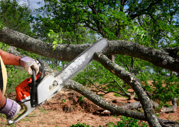 Best Tree Disease Treatment  in Terra Alta, WV